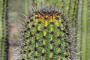 Organ Pipe Cactus National Monument