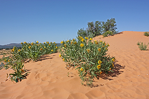 Coral Pind Sand Dunes State Park, Utah